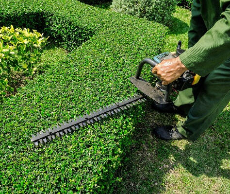bush and shrub trimming bush and shrub trimming