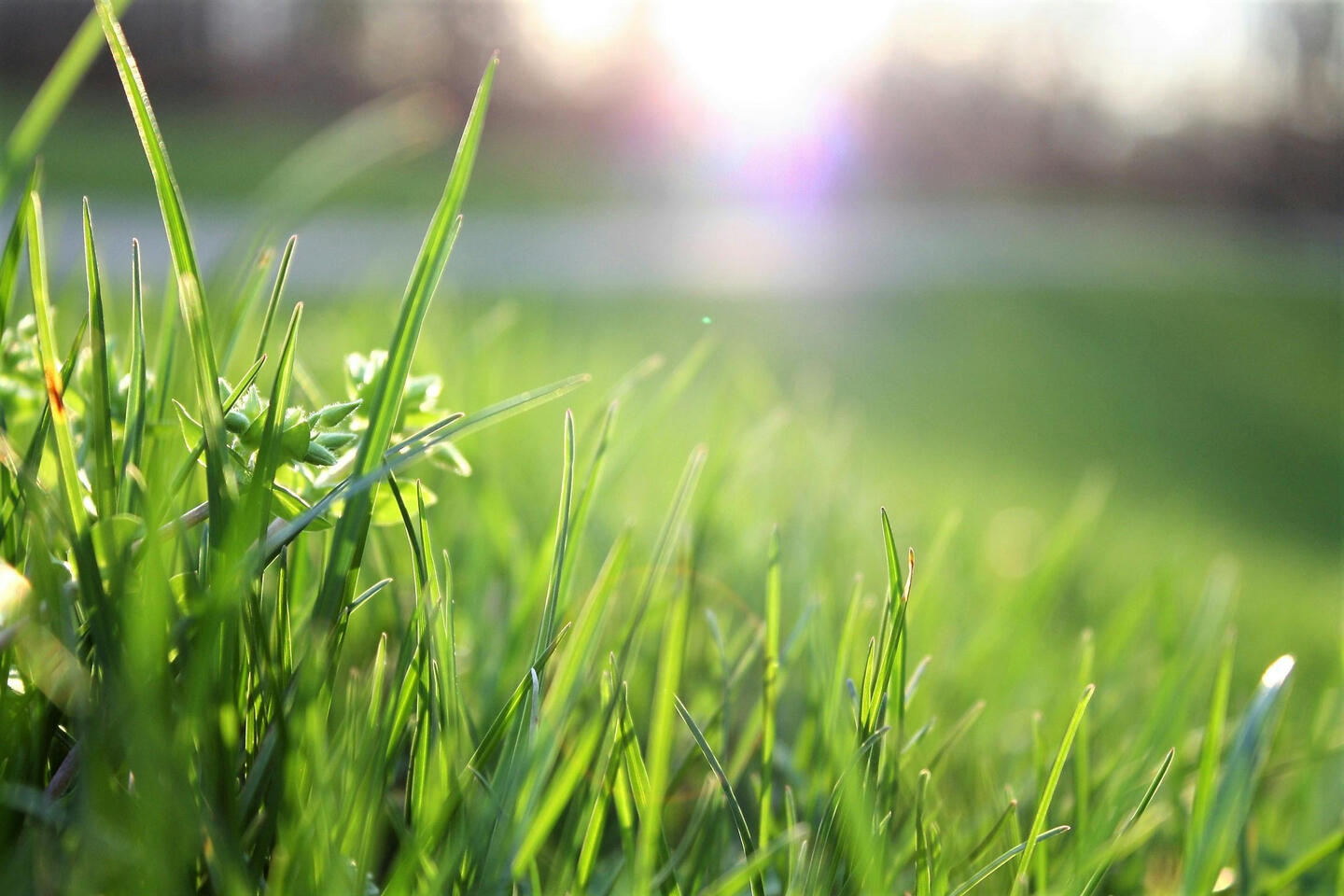 well maintained grass well maintained grass
